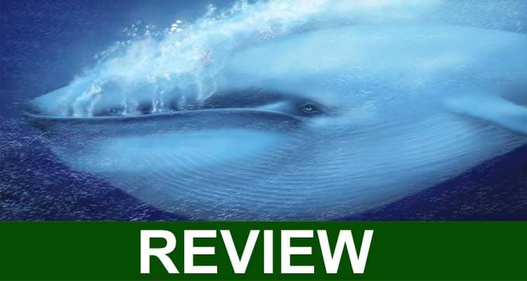 Blue Whale Bitten in Half 2021 {Feb 2021} Save Sea-Life!