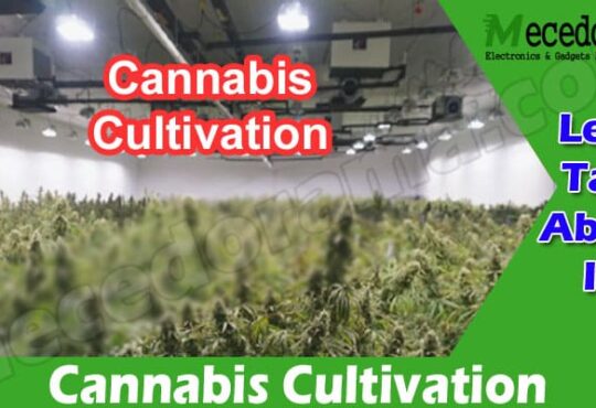 Latest News Cannabis Cultivation