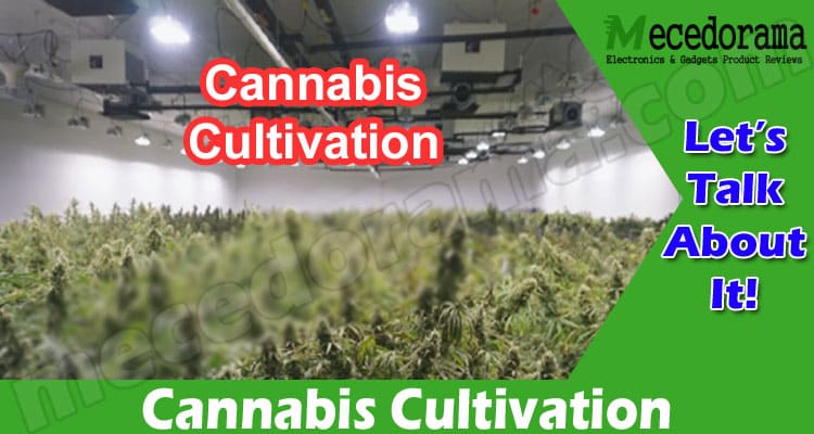 Cannabis Cultivation: 7 Most Effective Technologies to Try