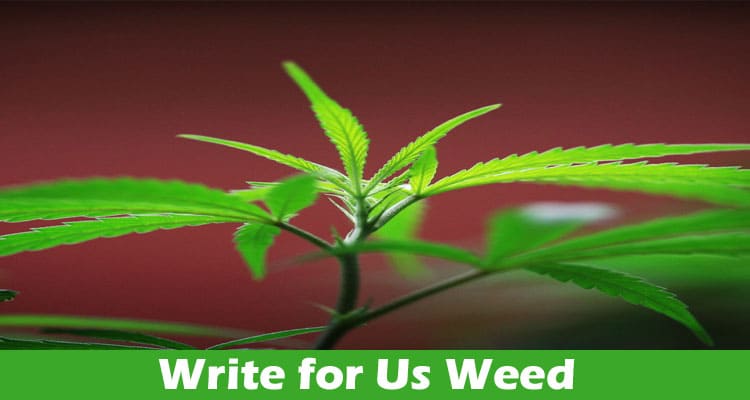 Write for Us Weed – Check Comprehensive Guidelines Here!