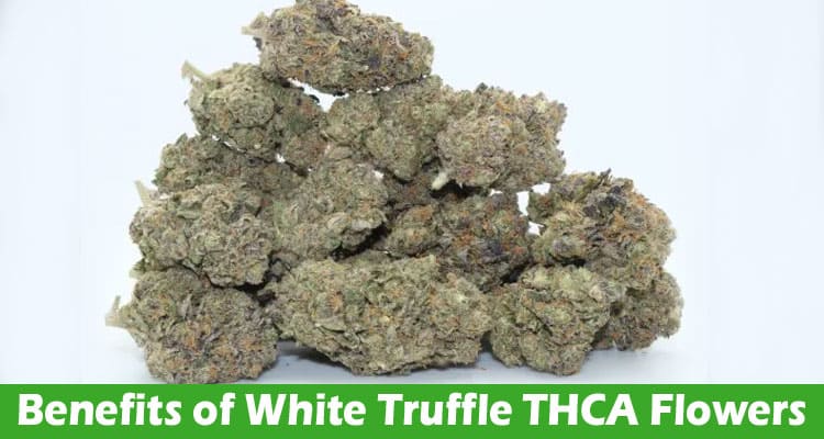7 Amazing Benefits of White Truffle THCA Flowers – Read