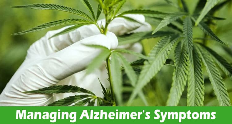 The Potential Of Cannabis In Managing Alzheimer’s Symptoms