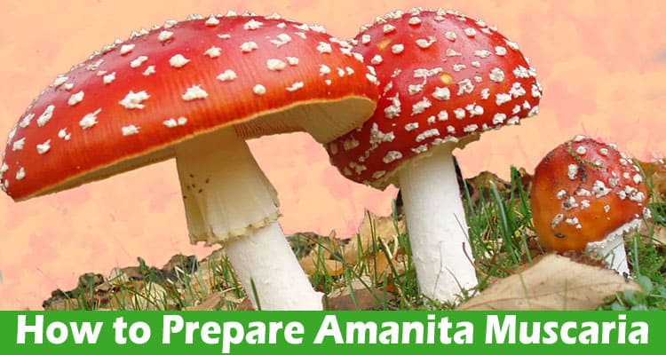 How to Prepare Amanita Muscaria