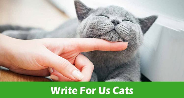 Write For Us Cats – Check Complete Guidelines Here!